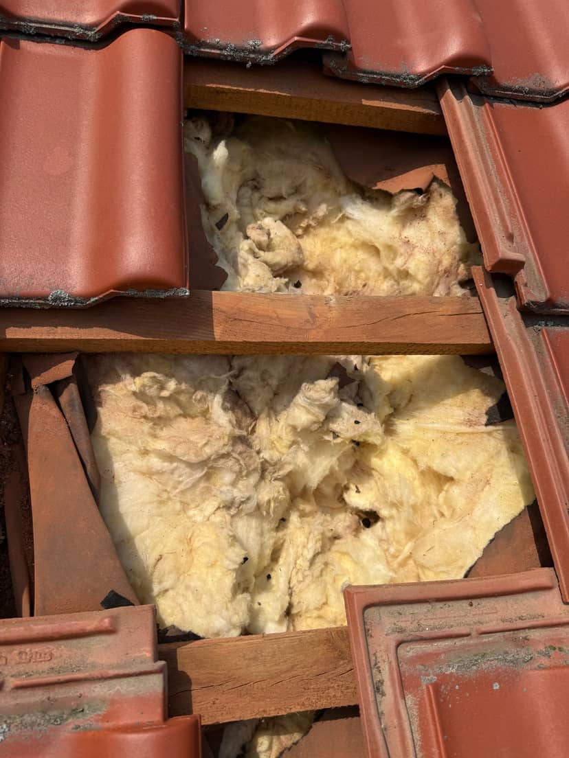 zniszczenia po kunie