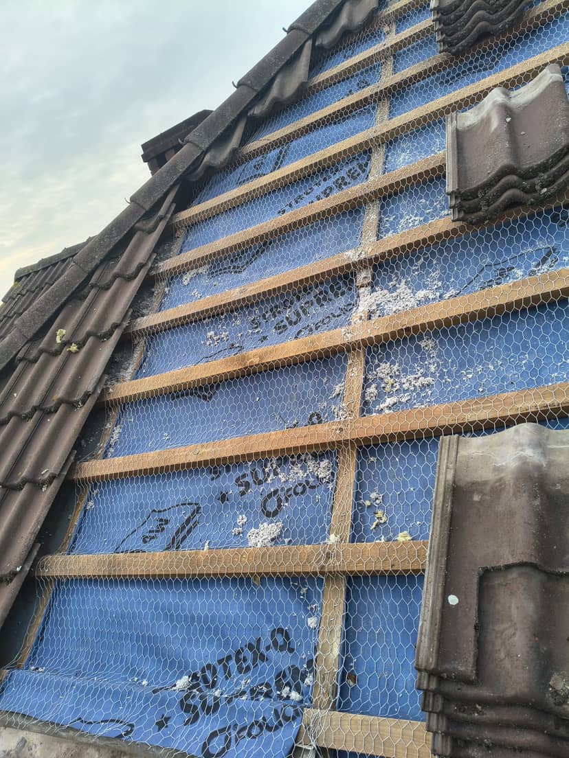 zniszczenia po kunie, siatka na kuny